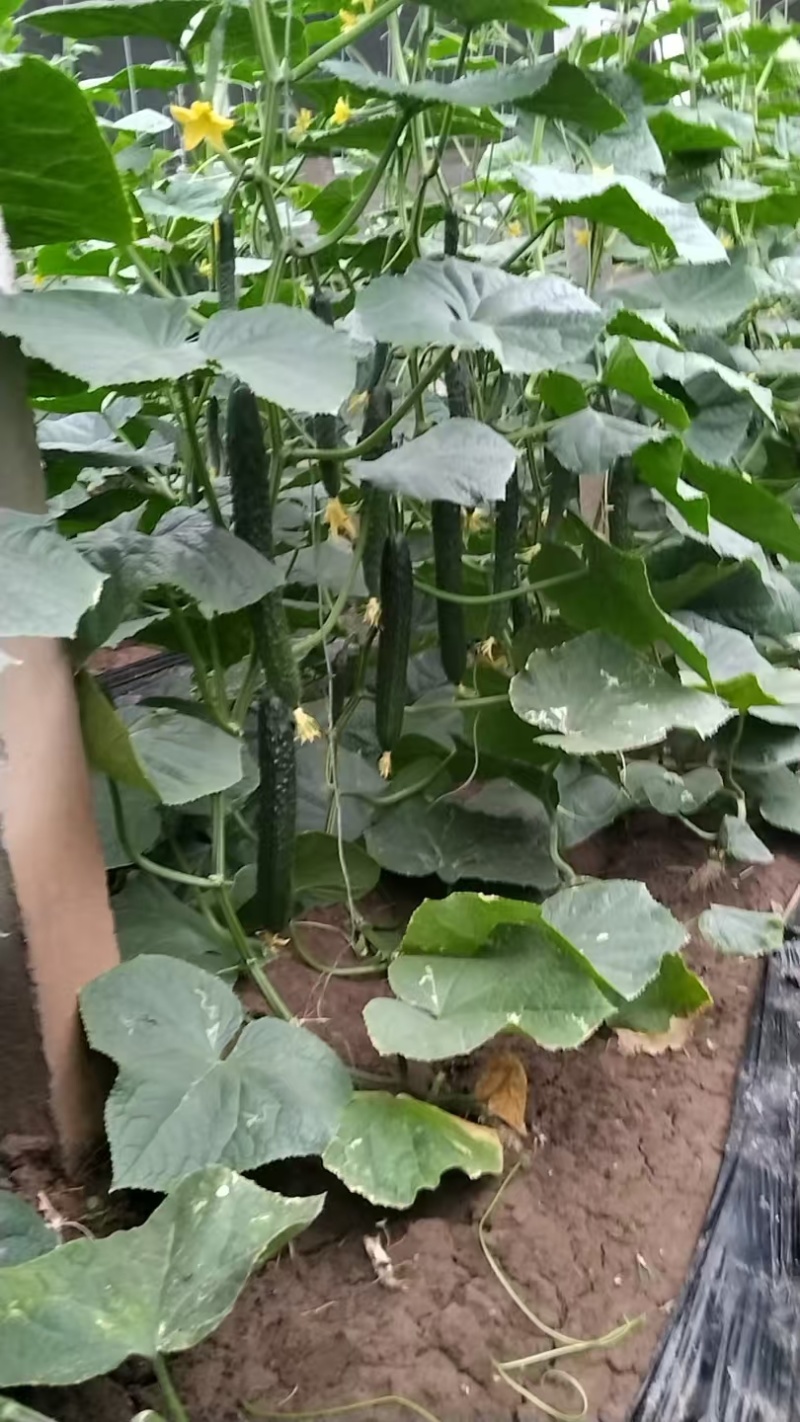 黄瓜大量现货