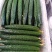 黄瓜大量现货