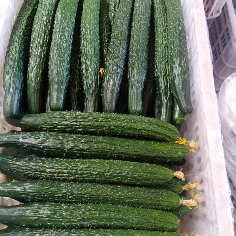 黄瓜大量现货