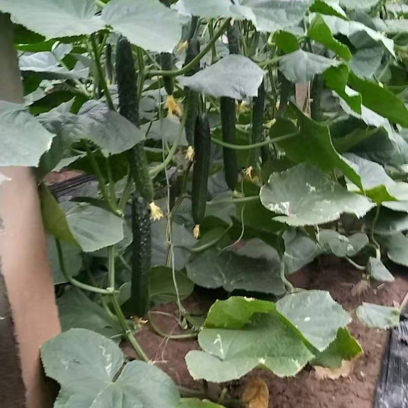 黄瓜大量现货