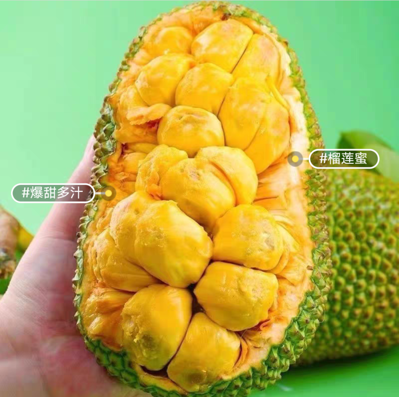 榴莲蜜苗，长孟尖榴莲蜜苗，嫁接苗，带土带叶发货