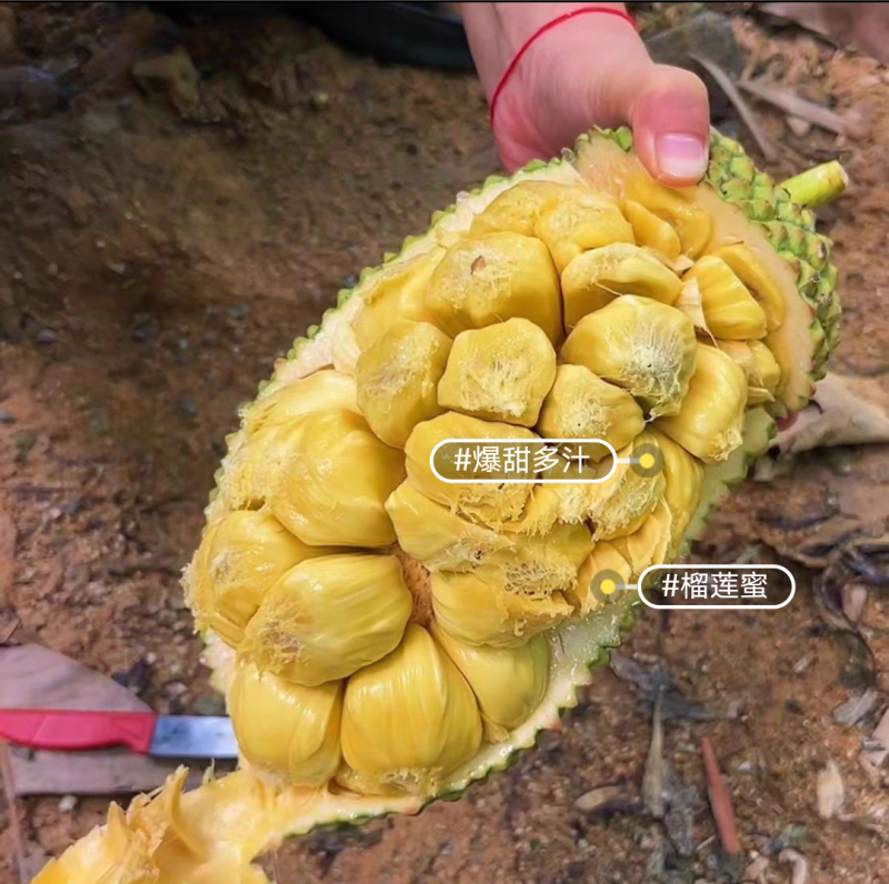 榴莲蜜苗，长孟尖榴莲蜜苗，嫁接苗，带土带叶发货