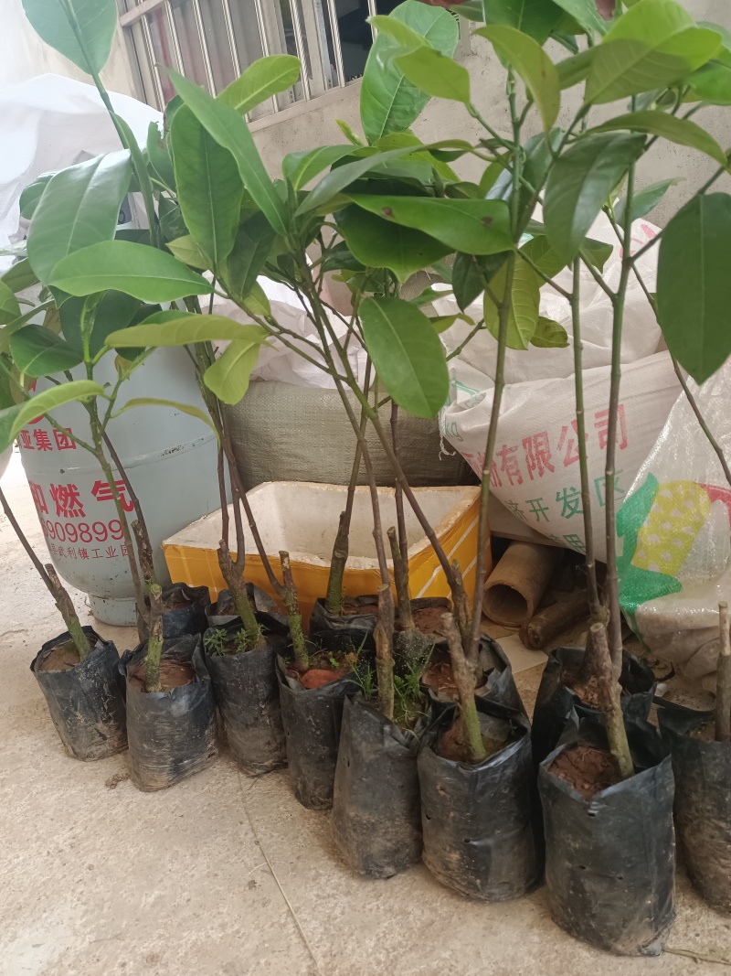 榴莲蜜苗，长孟尖榴莲蜜苗，嫁接苗，带土带叶发货