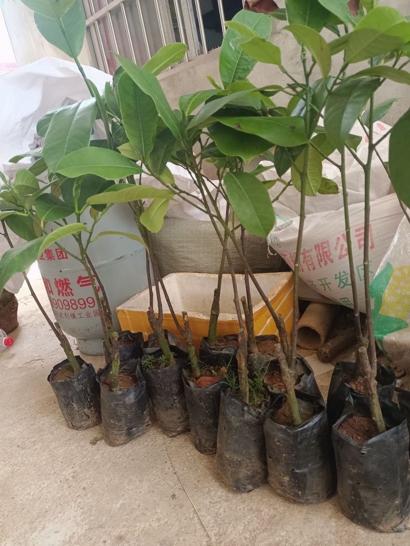 榴莲蜜苗，长孟尖榴莲蜜苗，嫁接苗，带土带叶发货