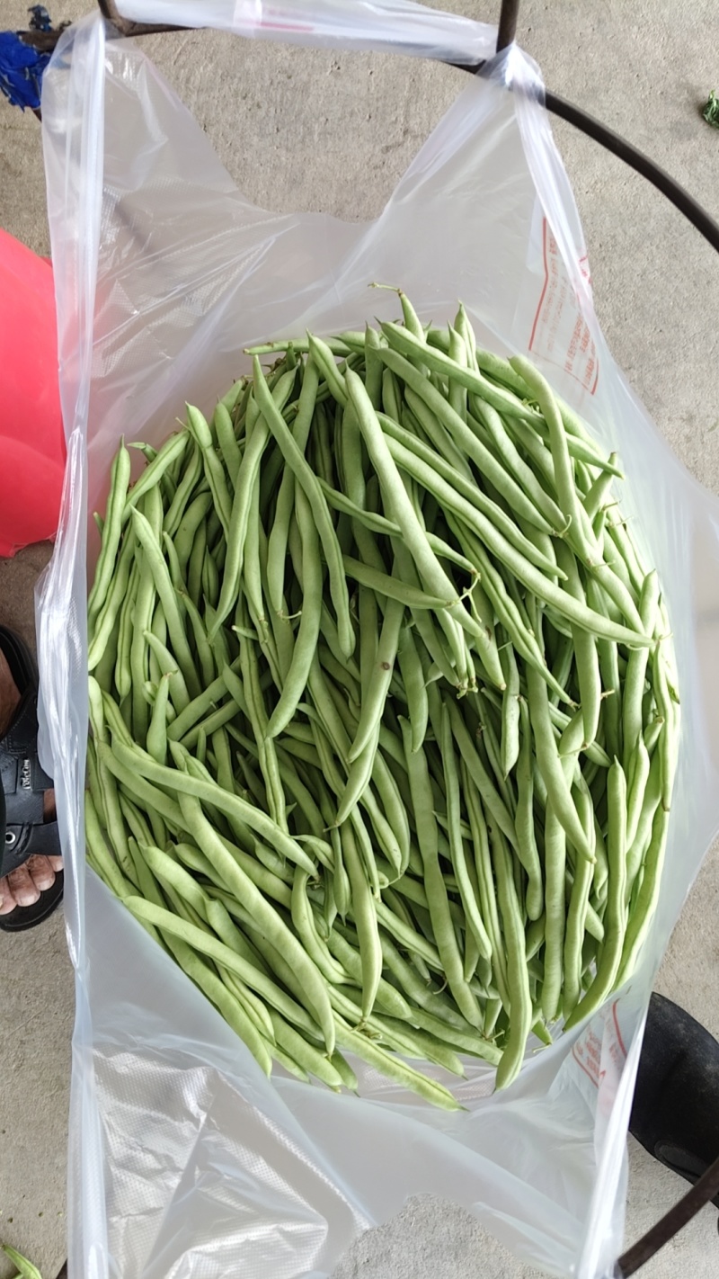 精品四季豆
