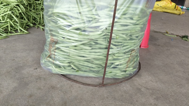 精品四季豆