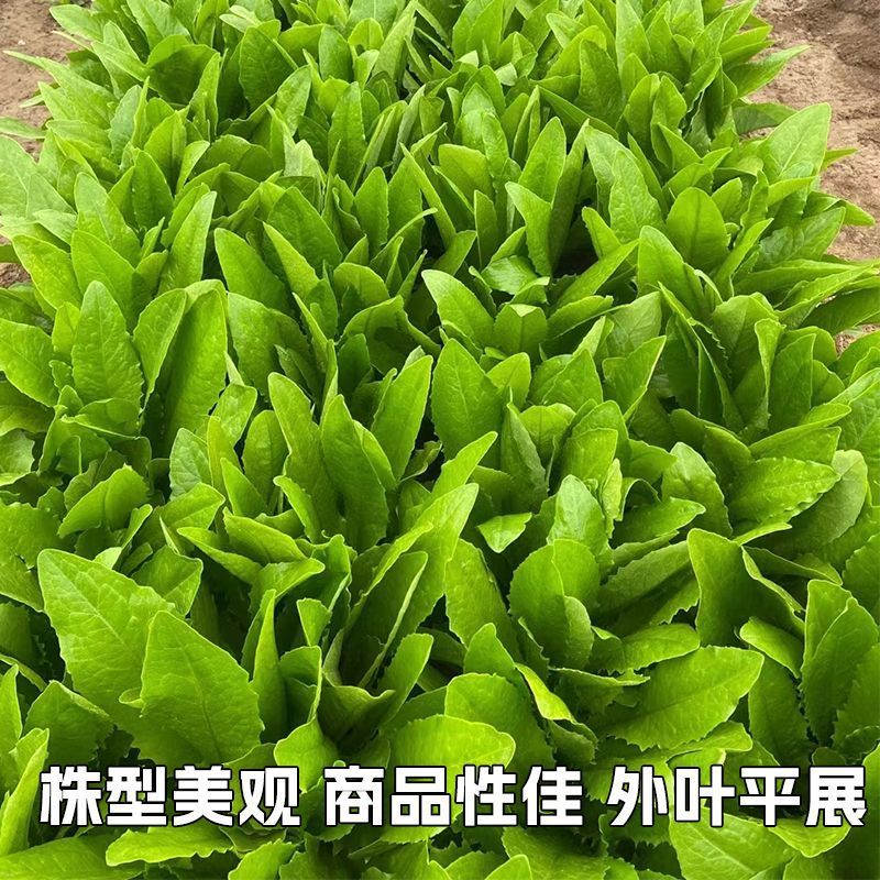 亮剑835油麦菜种子速生型细尖叶油麦菜种子生长周期短