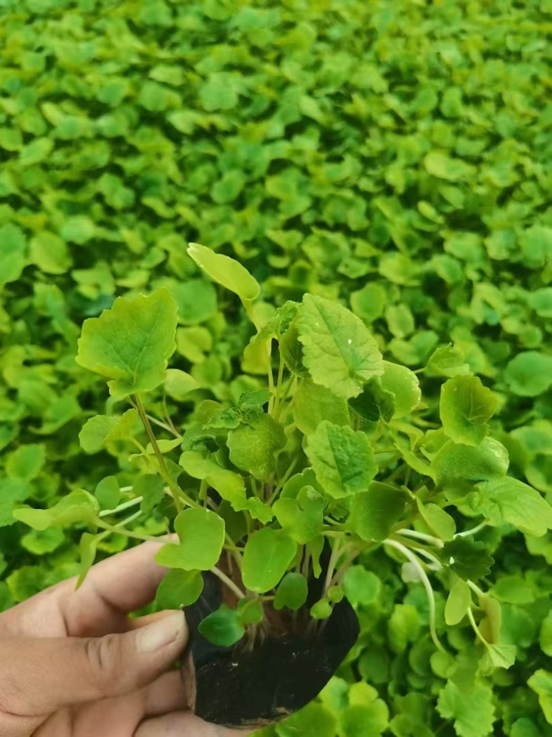 二月兰，是菜也是花，每年二月会开出蓝紫色的花，又把春报来