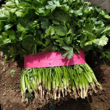 精品香菜，加工厂香菜，供应全国各大批发市场，加工厂！