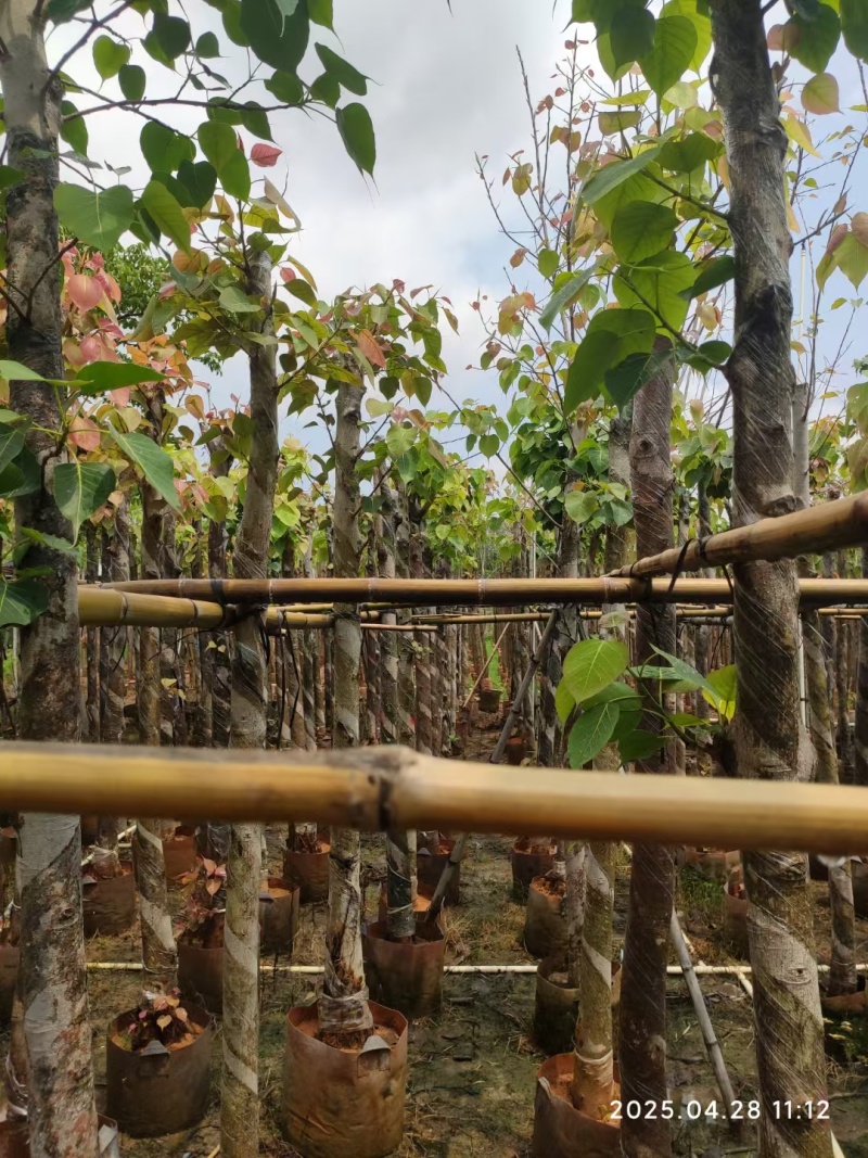 菩提榕