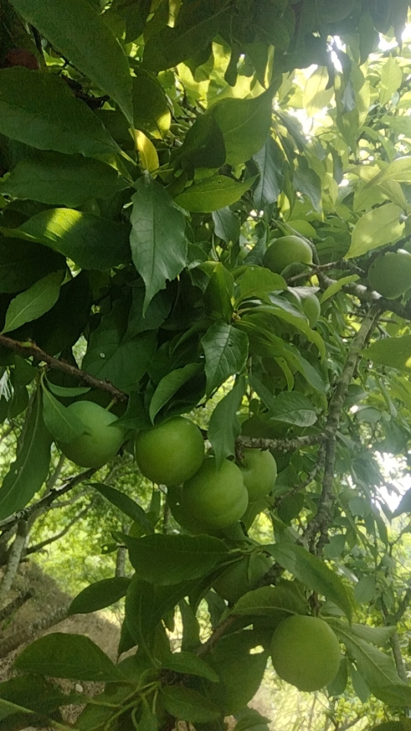 河源三月李