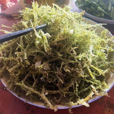 高原鹿角菜