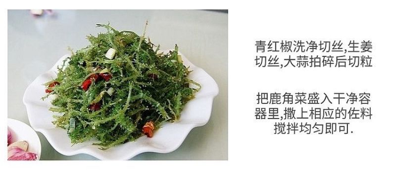 高原鹿角菜