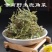 高原鹿角菜