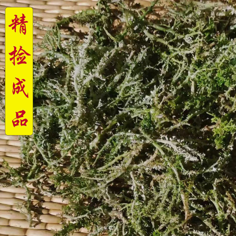 高原鹿角菜