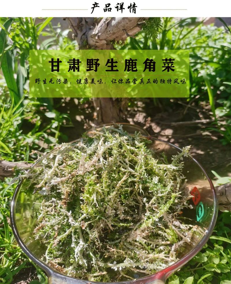高原鹿角菜