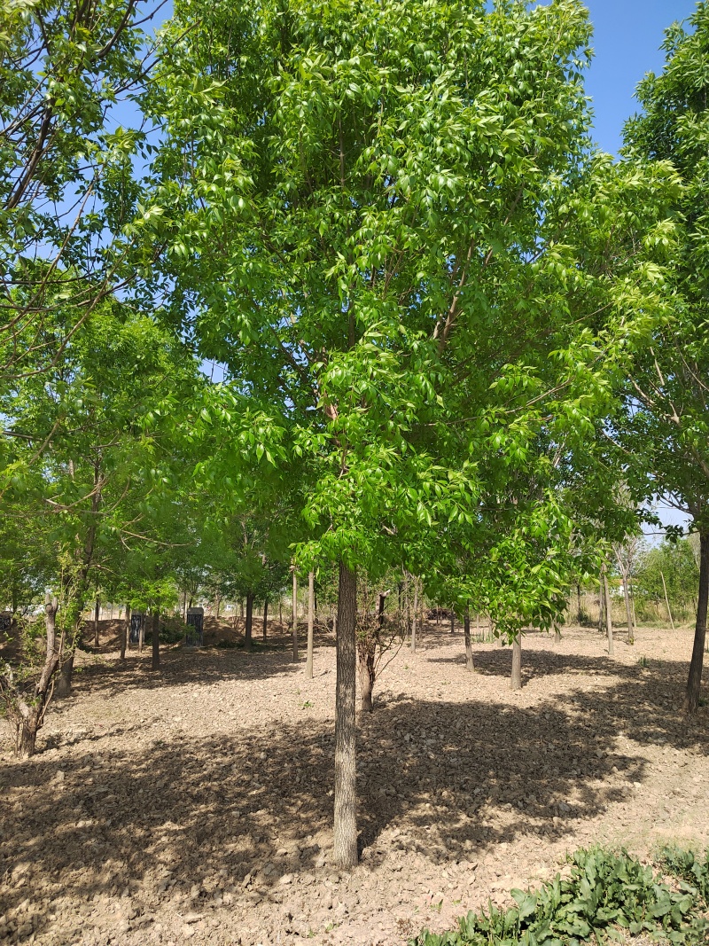 白蜡山东白蜡树货源充足量大从优质量保证欢迎咨询