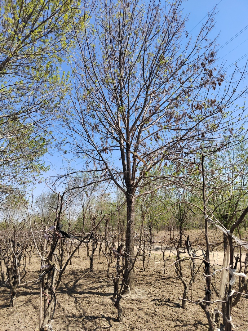 白蜡山东白蜡树货源充足量大从优质量保证欢迎咨询