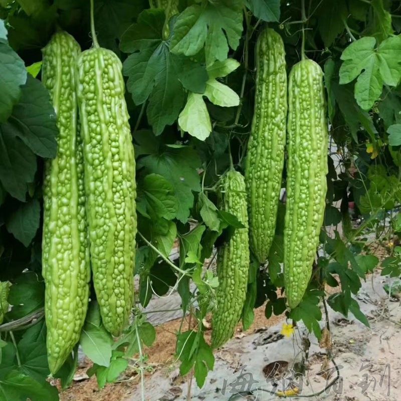 批发青长绿色苦瓜秧苗，高产阳台花盆庭院四季