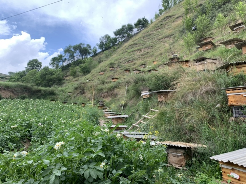 甘肃陇南来自大山深处的土蜂蜜