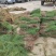 柽柳红柳基地供应量大从优质量保证欢迎咨询