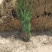 柽柳红柳基地供应量大从优质量保证欢迎咨询