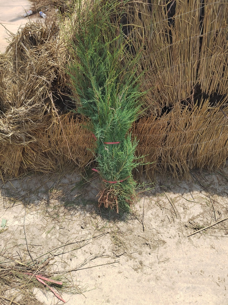 柽柳红柳基地供应量大从优质量保证欢迎咨询