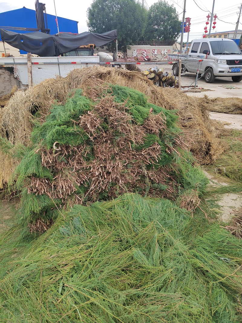 柽柳红柳基地供应量大从优质量保证欢迎咨询