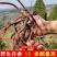 紫丹参无硫丹参茶活发汗紫丹参片泡茶泡酒