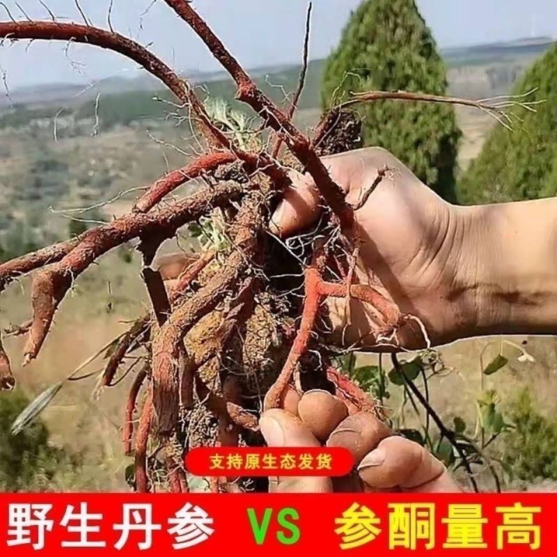 紫丹参无硫丹参茶活发汗紫丹参片泡茶泡酒