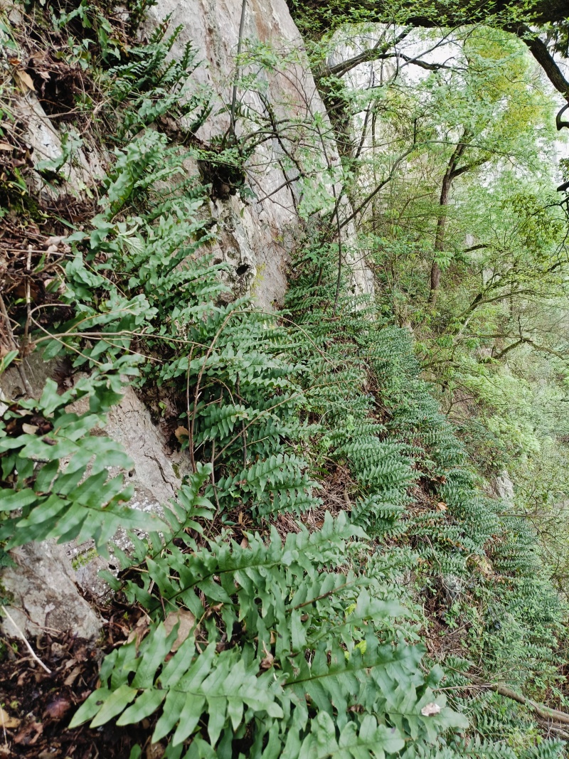 野生，骨碎补