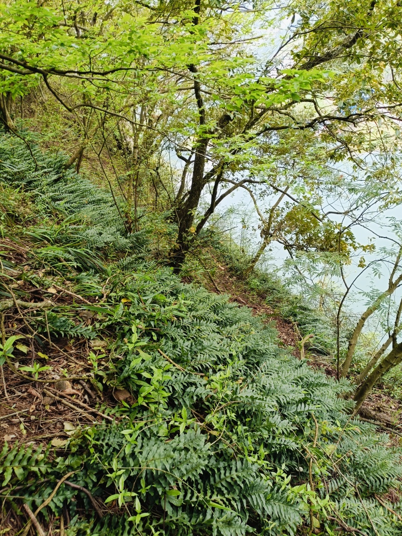 野生，骨碎补