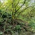 野生，骨碎补