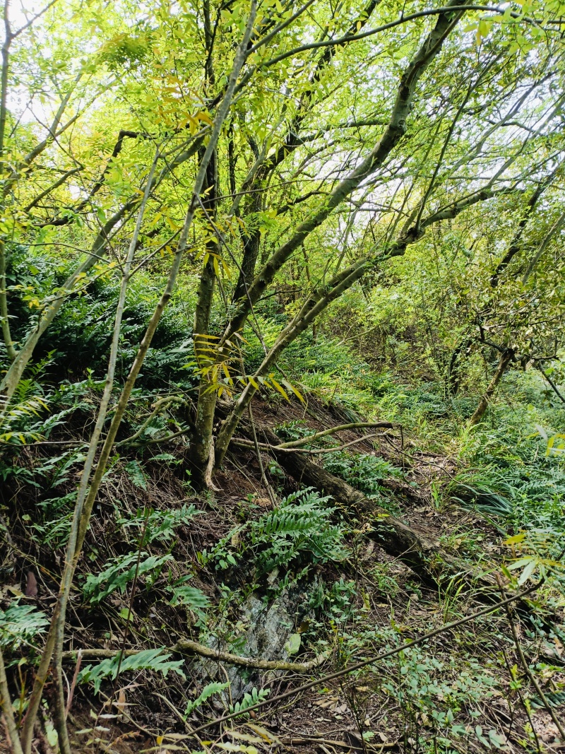 野生，骨碎补