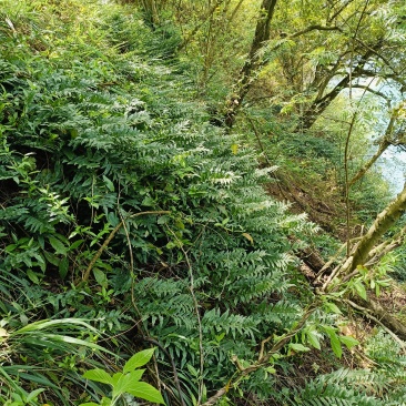野生，骨碎补