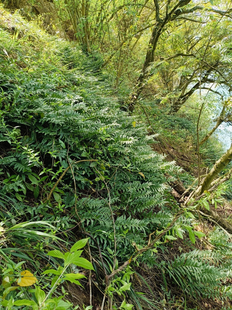 野生，骨碎补