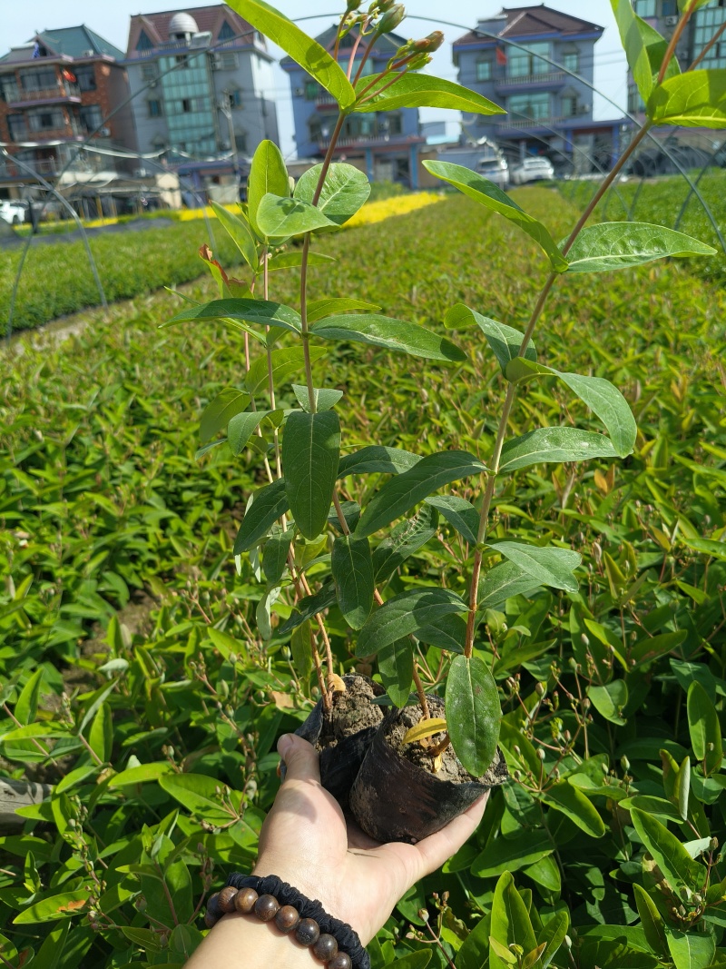 金丝桃小杯高度35cm，基地有量，欢迎来一亩田订购。