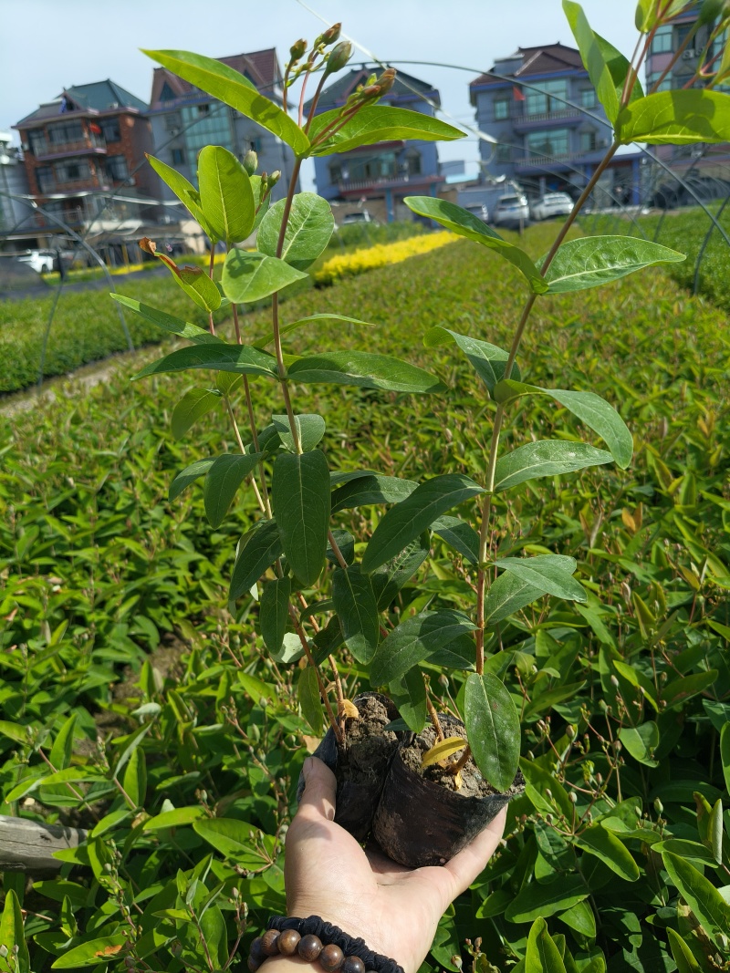 金丝桃小杯高度35cm，基地有量，欢迎来一亩田订购。