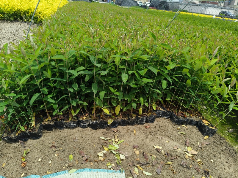 金丝桃小杯高度35cm，基地有量，欢迎来一亩田订购。