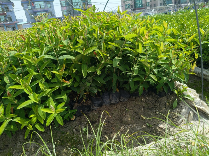 金丝桃小杯高度35cm，基地有量，欢迎来一亩田订购。