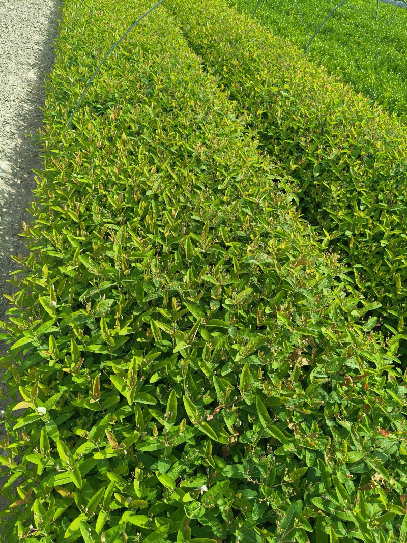 金丝桃小杯高度35cm，基地有量，欢迎来一亩田订购。
