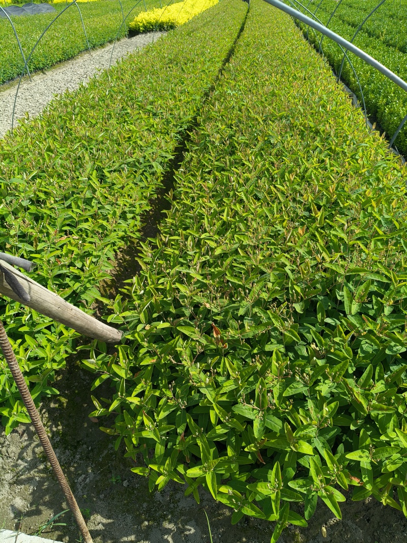 金丝桃小杯高度35cm，基地有量，欢迎来一亩田订购。