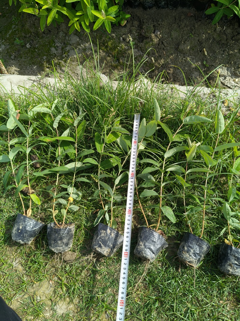 金丝桃小杯高度35cm，基地有量，欢迎来一亩田订购。