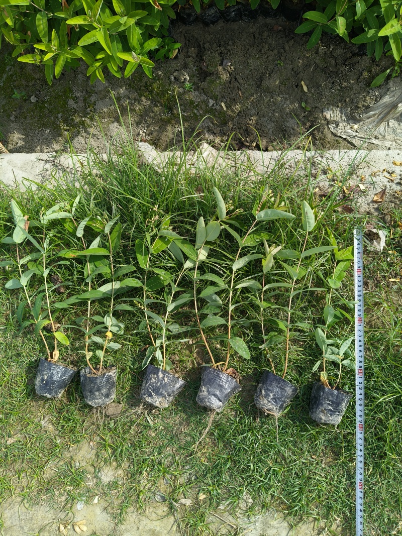 金丝桃小杯高度35cm，基地有量，欢迎来一亩田订购。