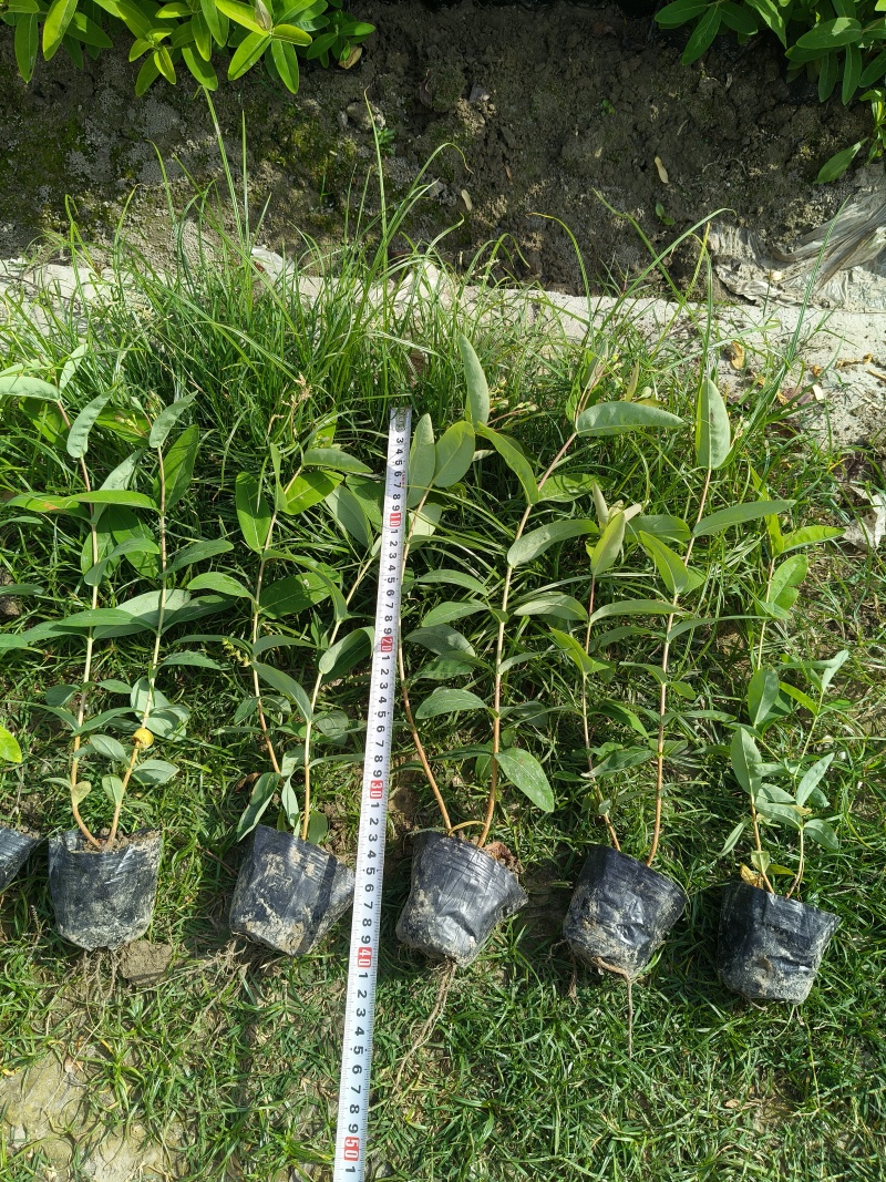 金丝桃小杯高度35cm，基地有量，欢迎来一亩田订购。