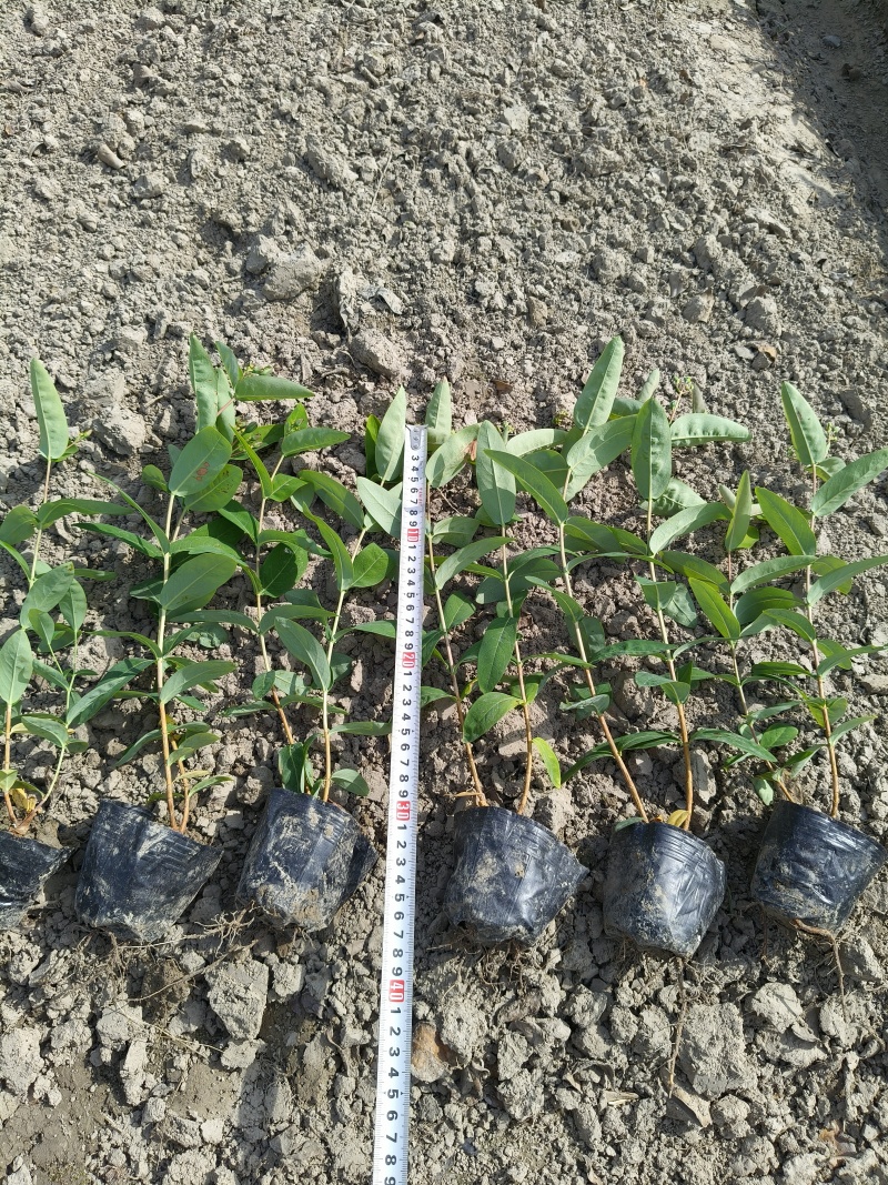 金丝桃小杯高度35cm，基地有量，欢迎来一亩田订购。