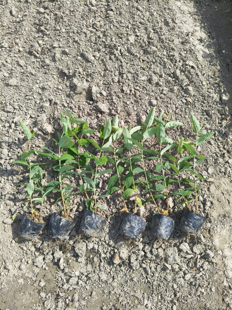 金丝桃小杯高度35cm，基地有量，欢迎来一亩田订购。