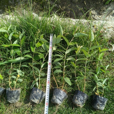 金丝桃小杯高度35cm，基地有量，欢迎来一亩田订购。