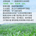 墨西哥玉米草种子大叶牧草喂鱼草种子养殖喂猪牛羊新鲜草