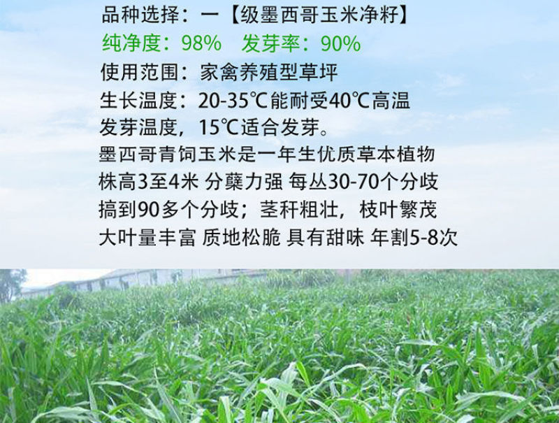 墨西哥玉米草种子大叶牧草喂鱼草种子养殖喂猪牛羊新鲜草